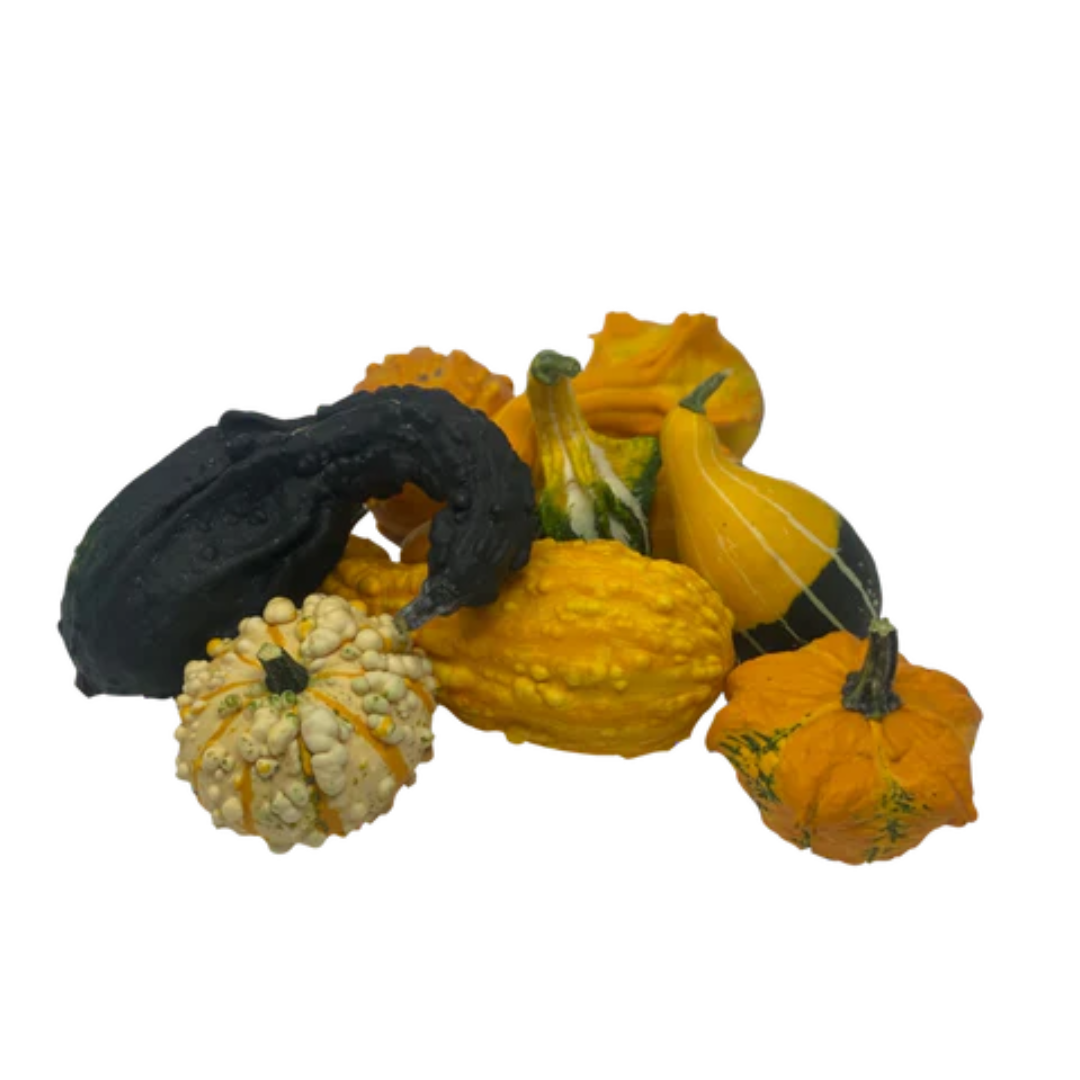 Decorative Squash / 1ct