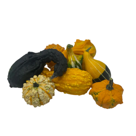 Decorative Squash / 1ct